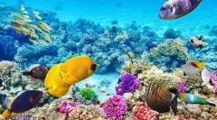 Къде в света повечето животински видове?
